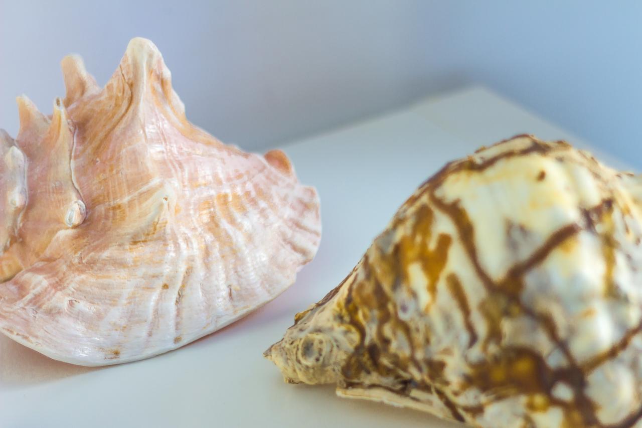 Le Conchiglie Lägenhet Marettimo Exteriör bild